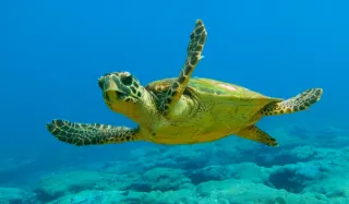 Marmaris Dalyan & Turtle Beach By Boat - 6